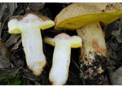 Boletus-impolitus