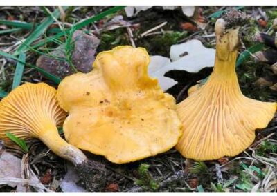 Cantharellus-cibarius