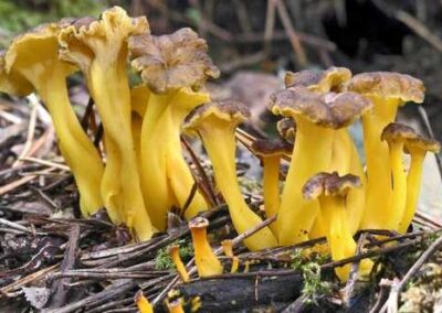 Cantharellus-lutescens