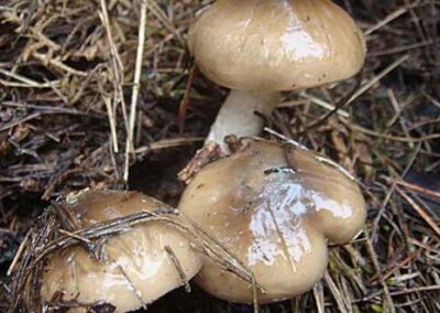 Hygrophorus latitabundus