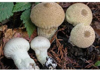 Lycoperdon_perlatum