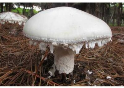 amanita ovoidea