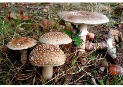 amanita-rubescens