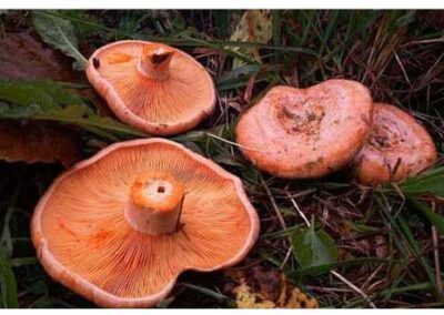 lactarius deliciosus